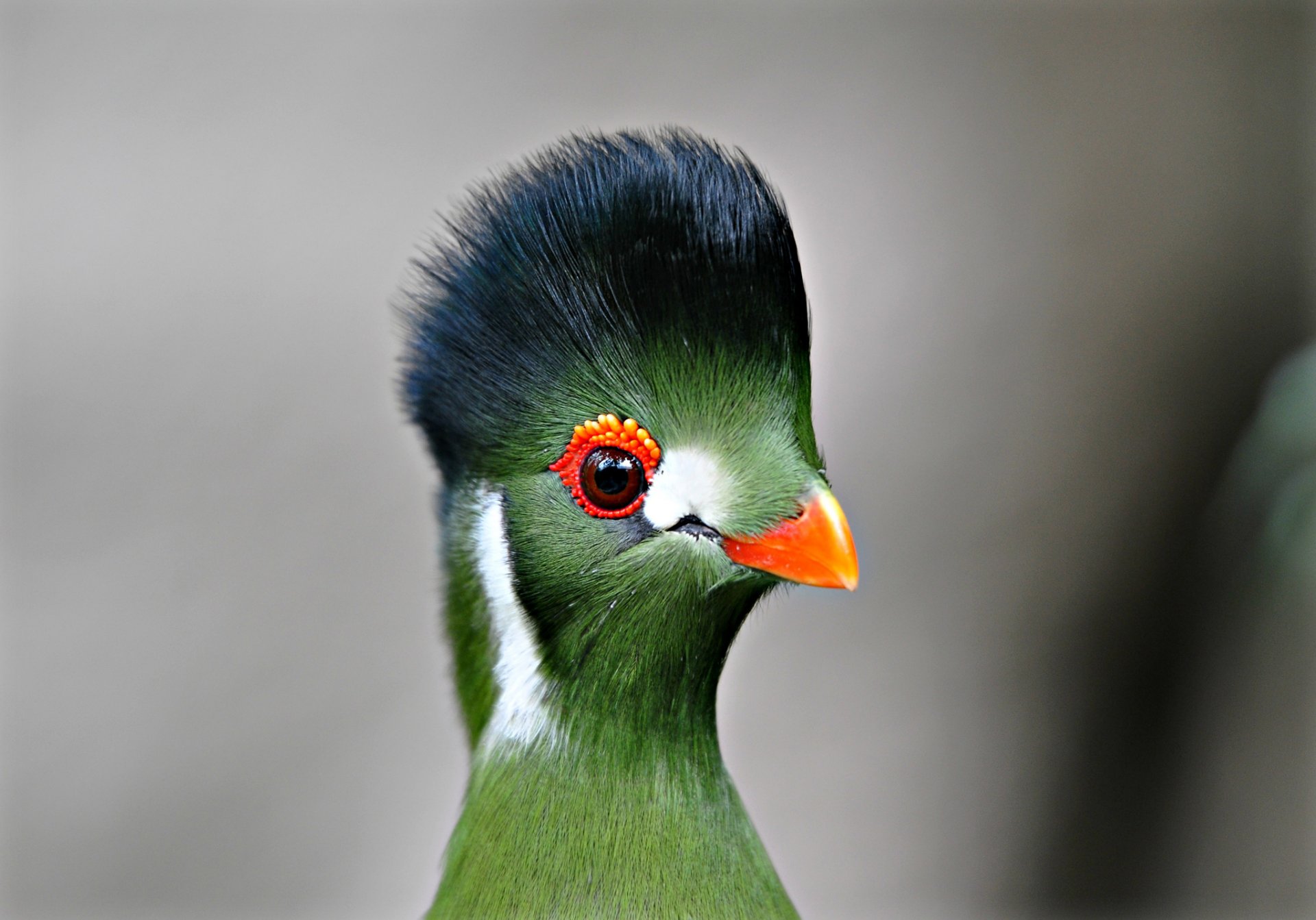 uccello turaco becco piume occhi