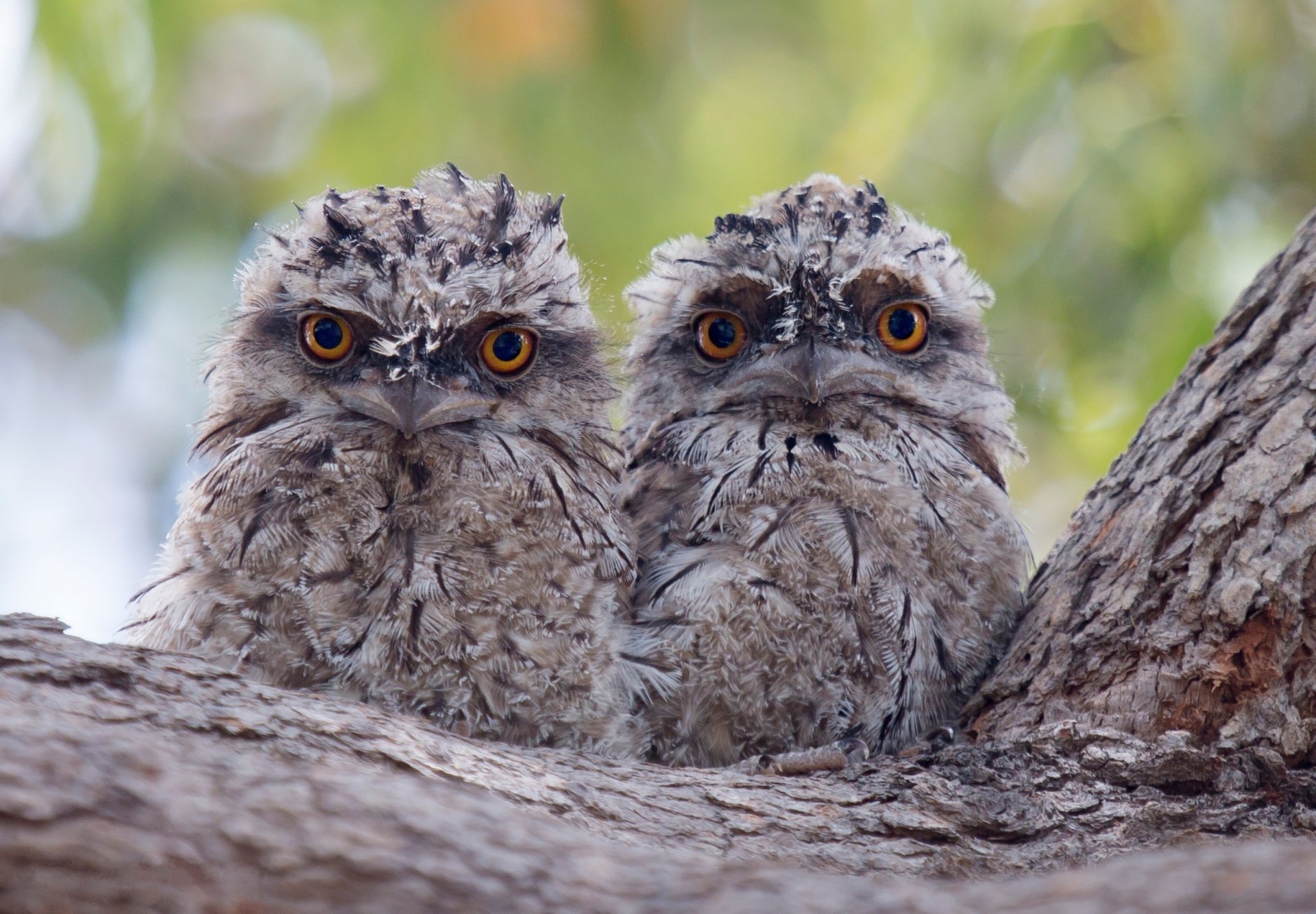 árbol pájaros polluelos dos pareja