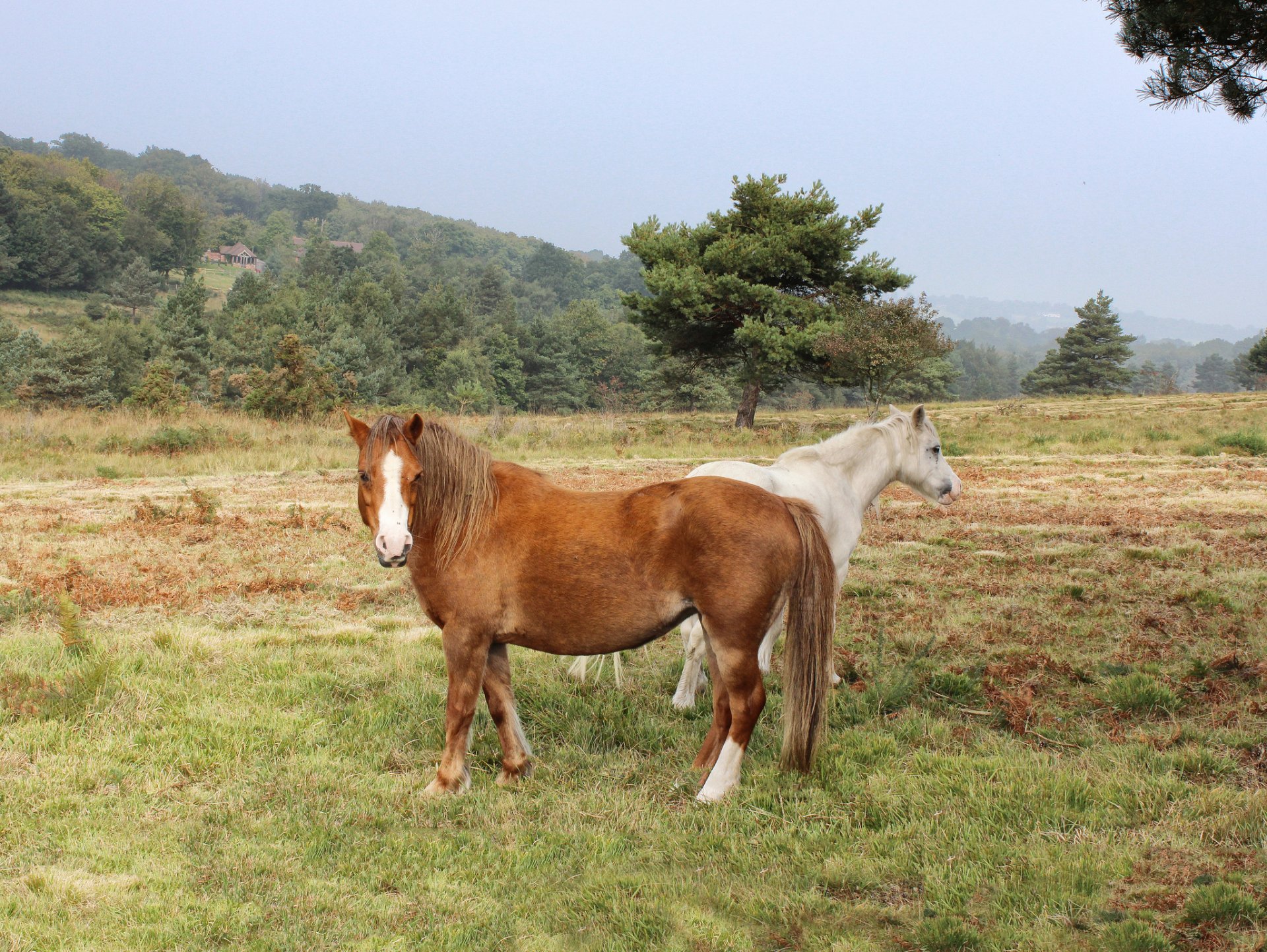 bäume wiese weide pferde