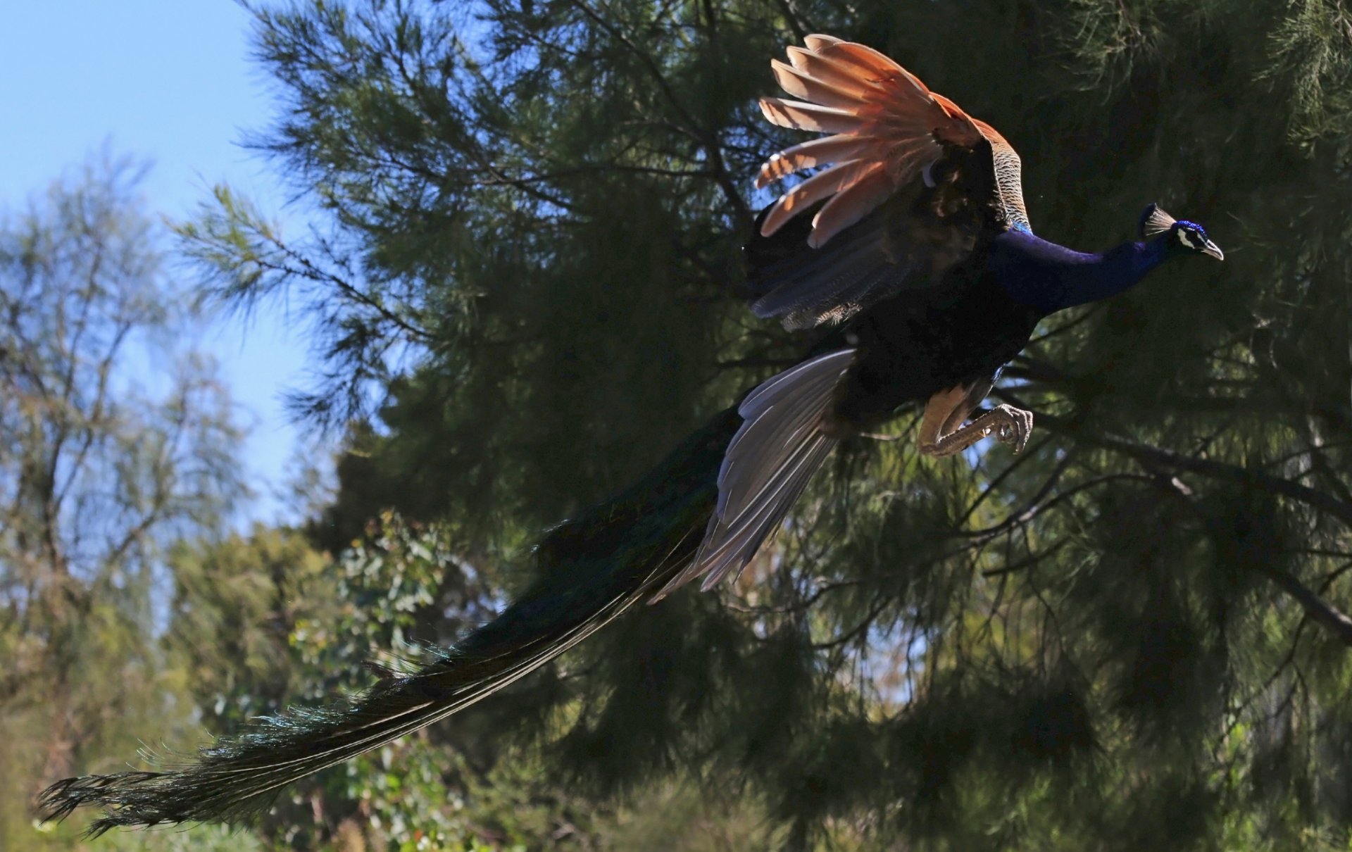 poultry peacock in flight