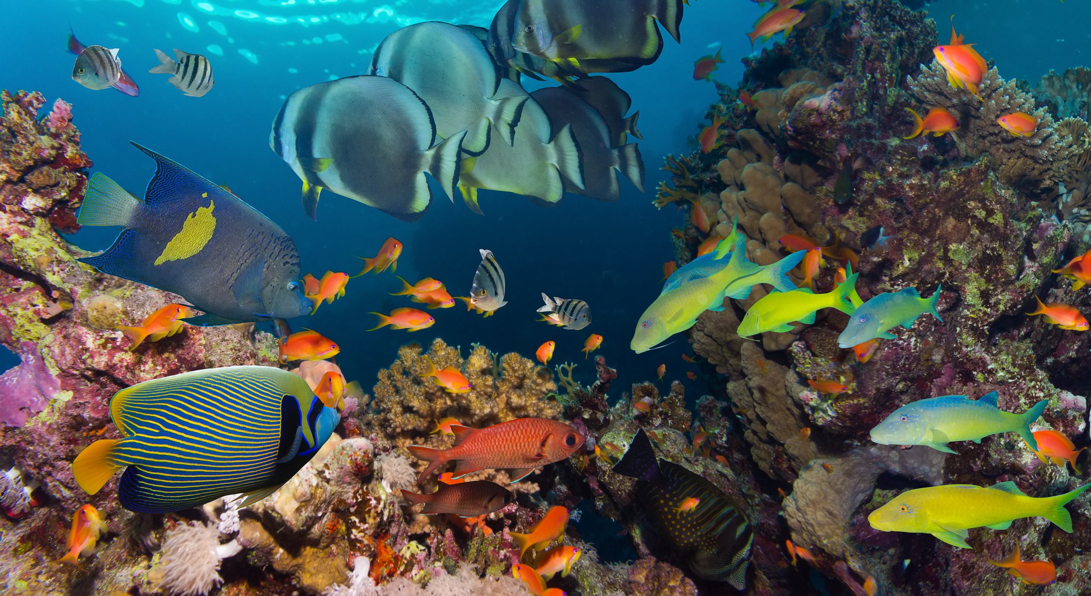 pesce acqua mare oceano barriera corallina sott acqua