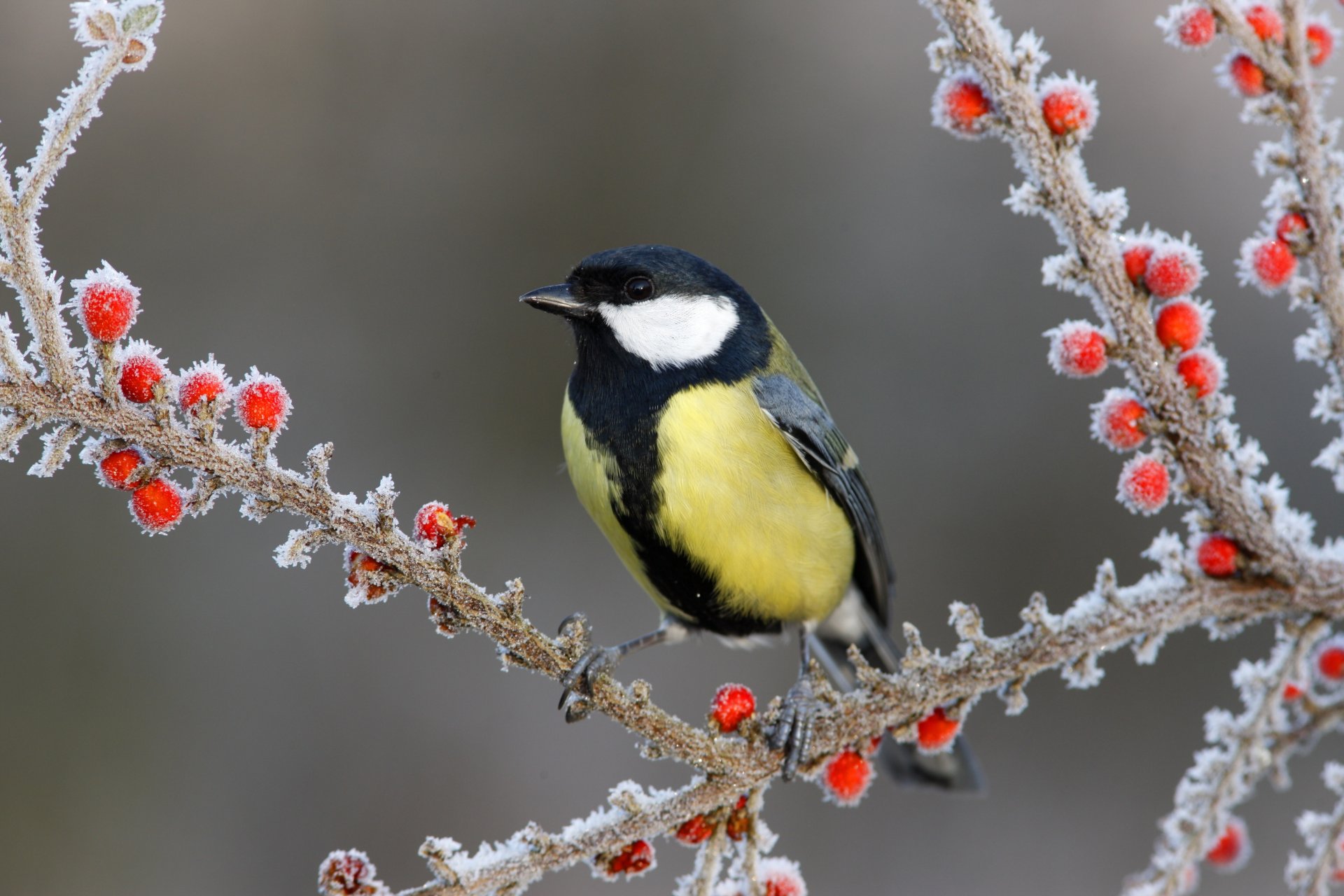 rami bacche uccello neve