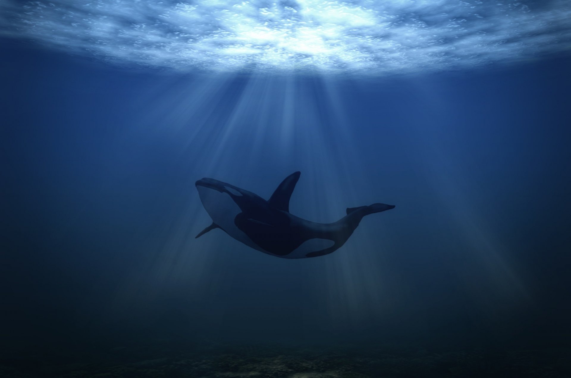 whale under water underwater world sea killer light flight underwater