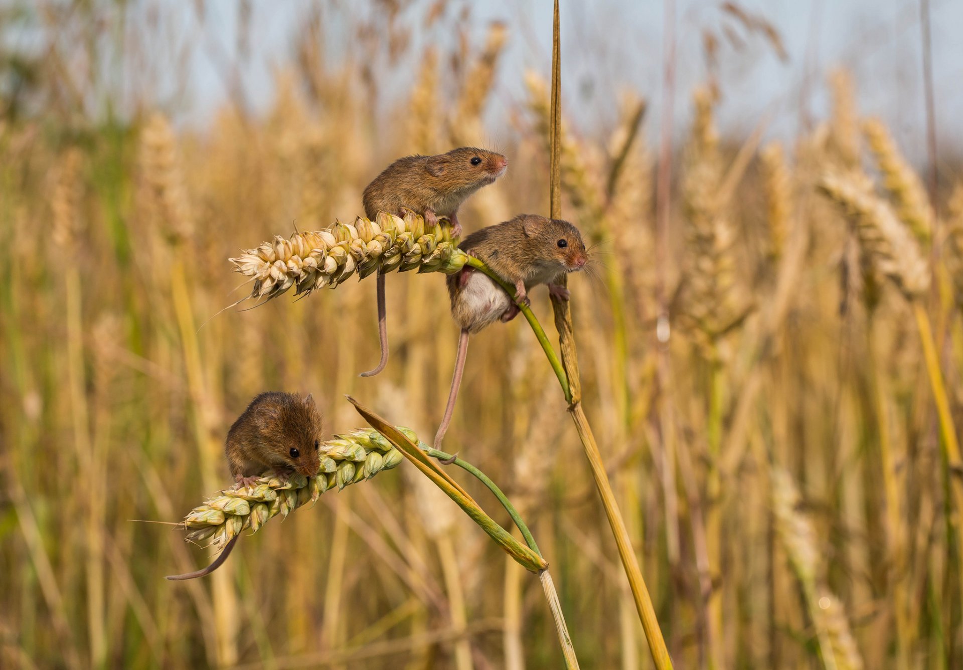 field ears mice mice voles trio