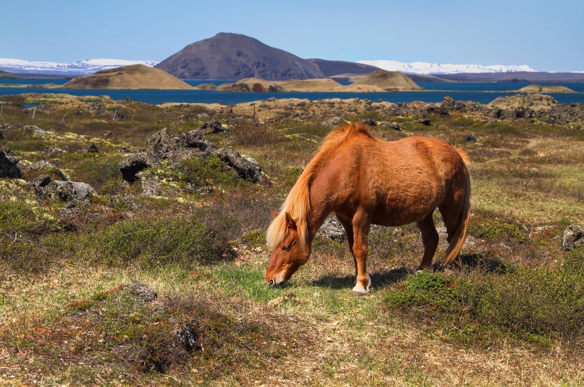 islande montagnes collines baie pâturage cheval