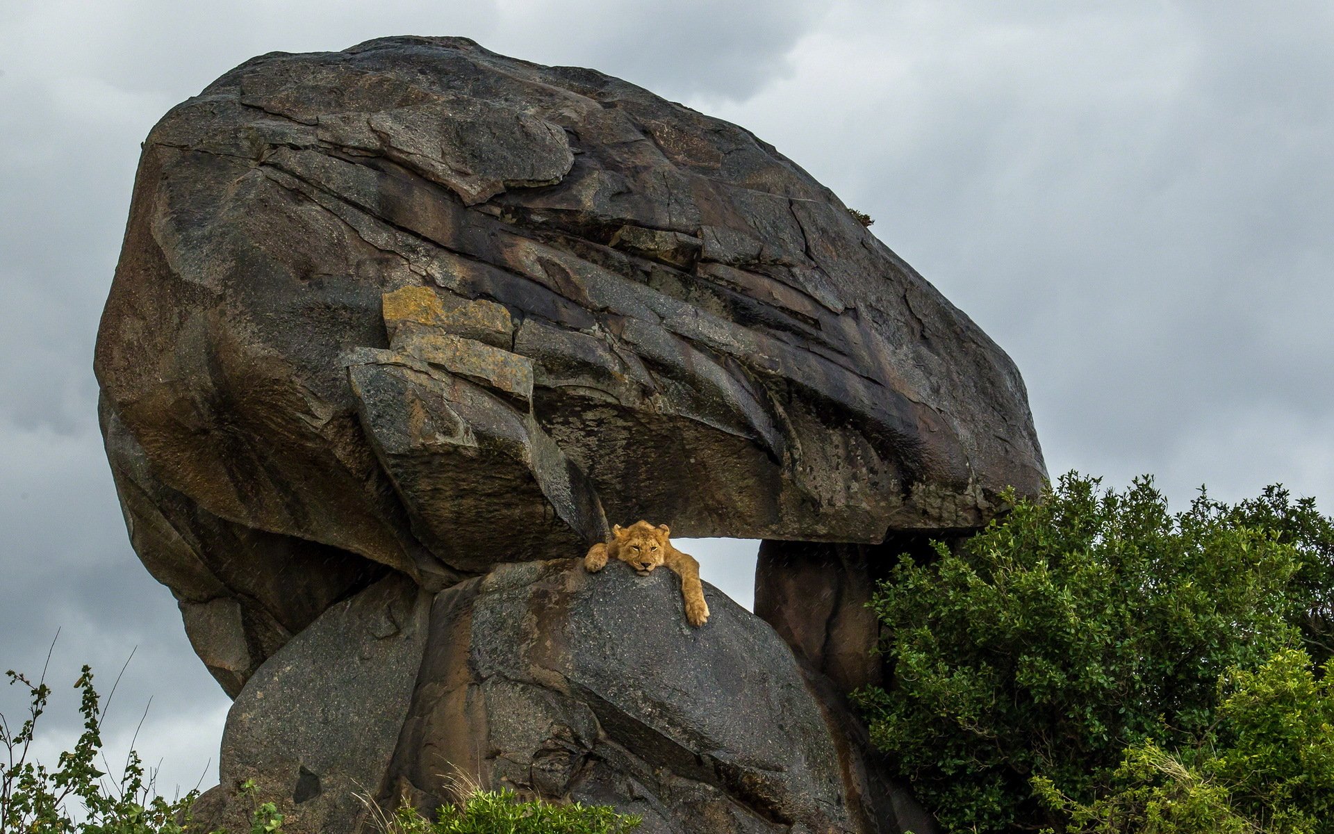 löwen afrika großkatzen