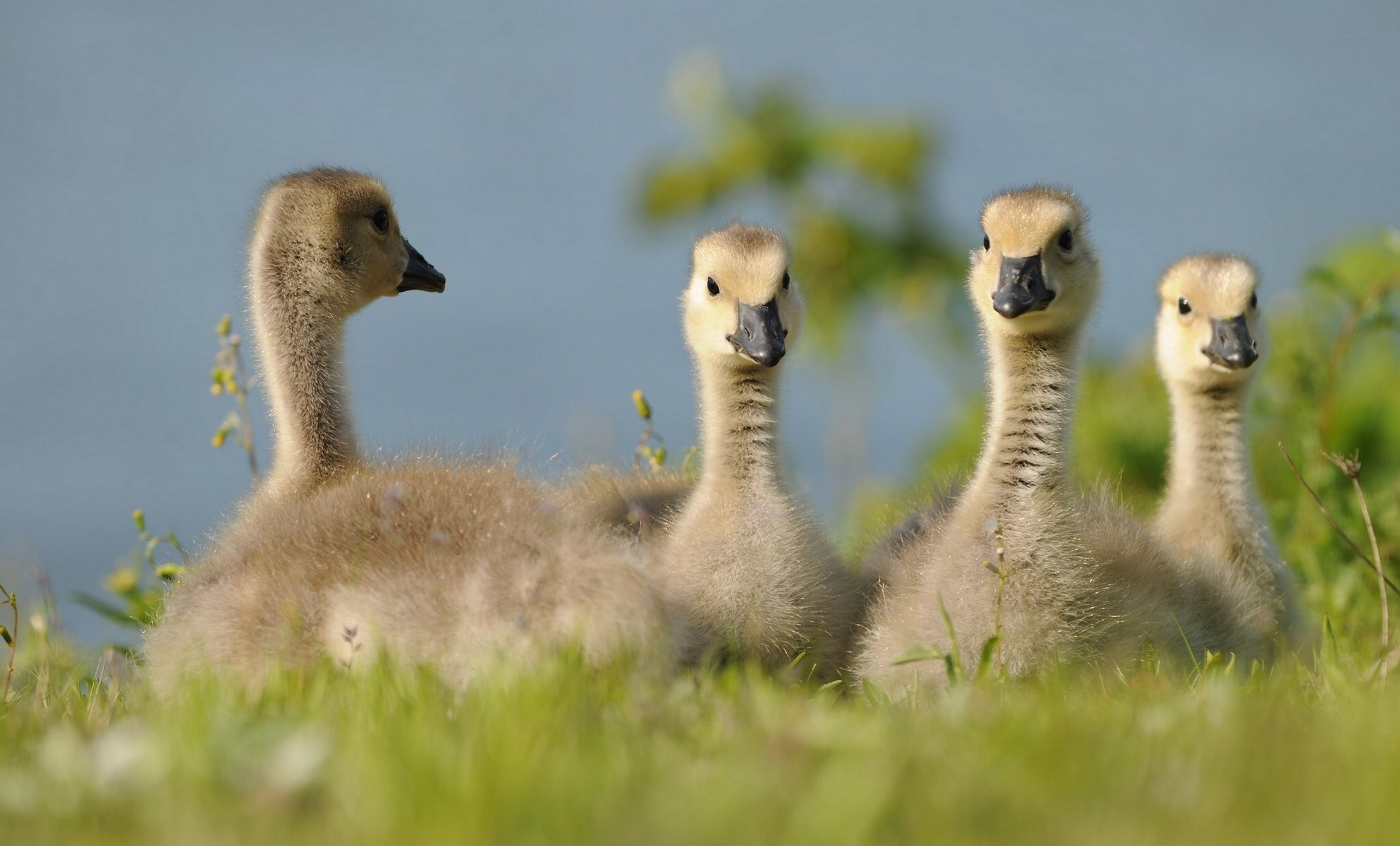 geese goslings chick