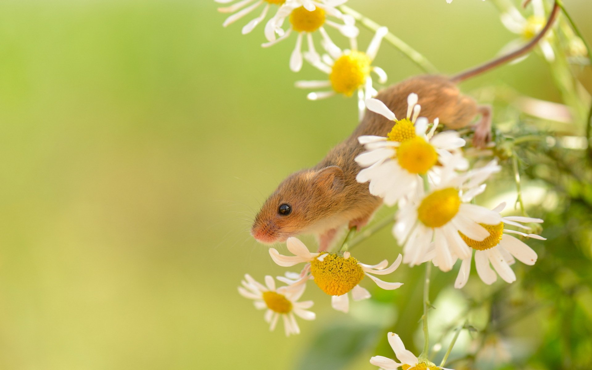 harvest mouse nature summer