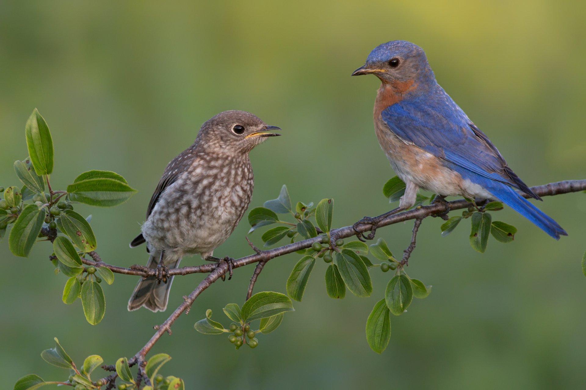 árbol rama hojas pájaros polluelo pájaros azules