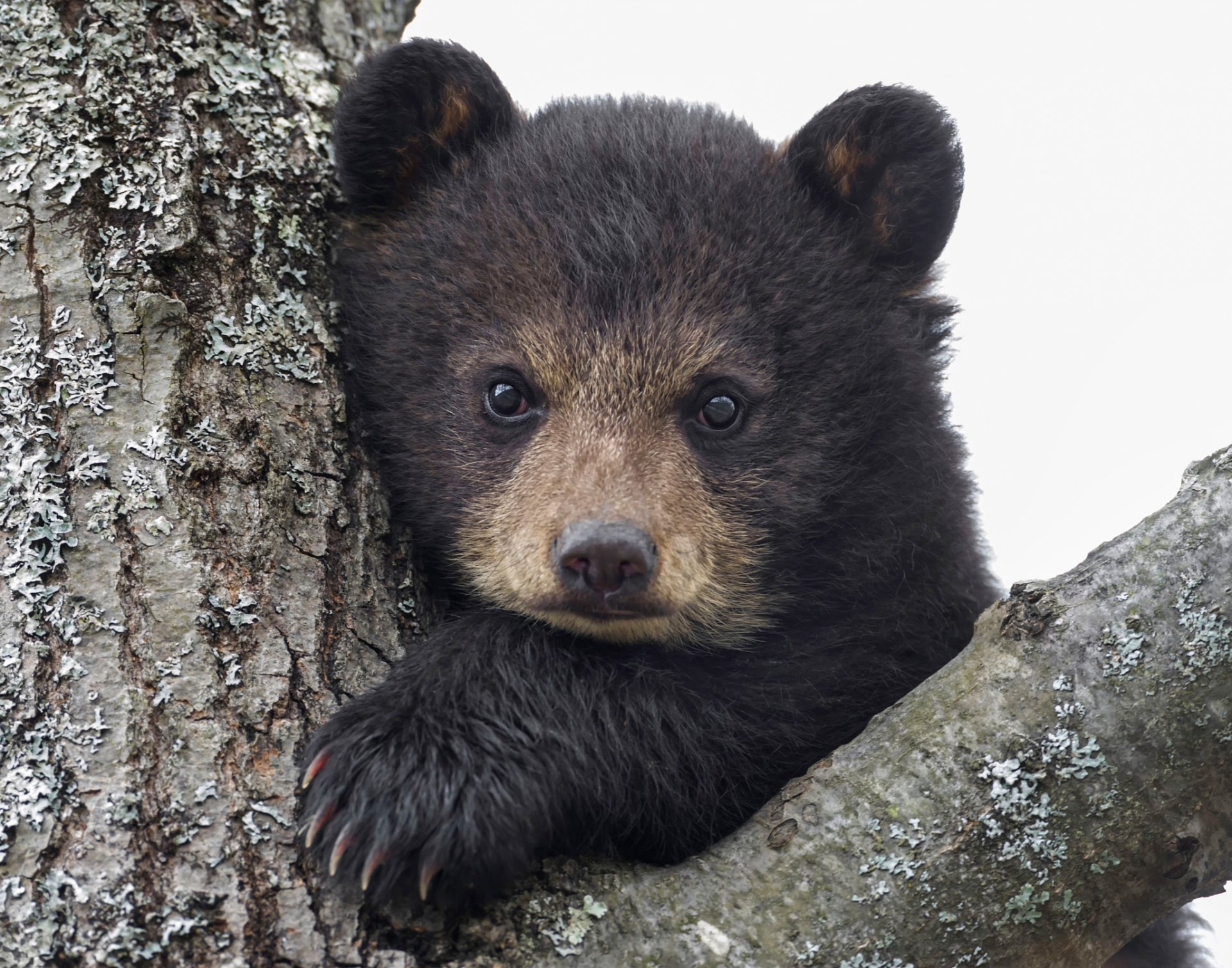 bär baby blick