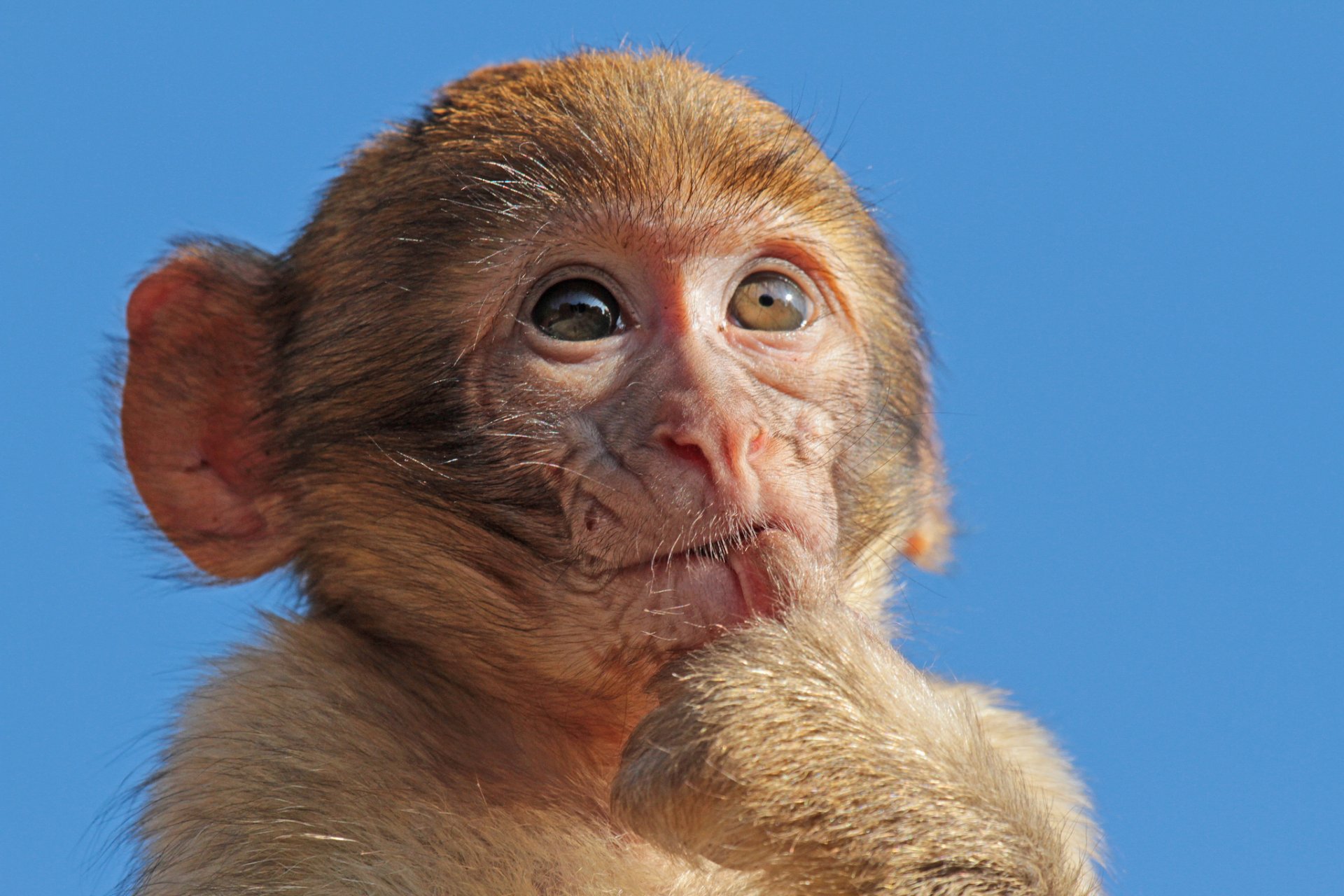 macaque monkey small sky