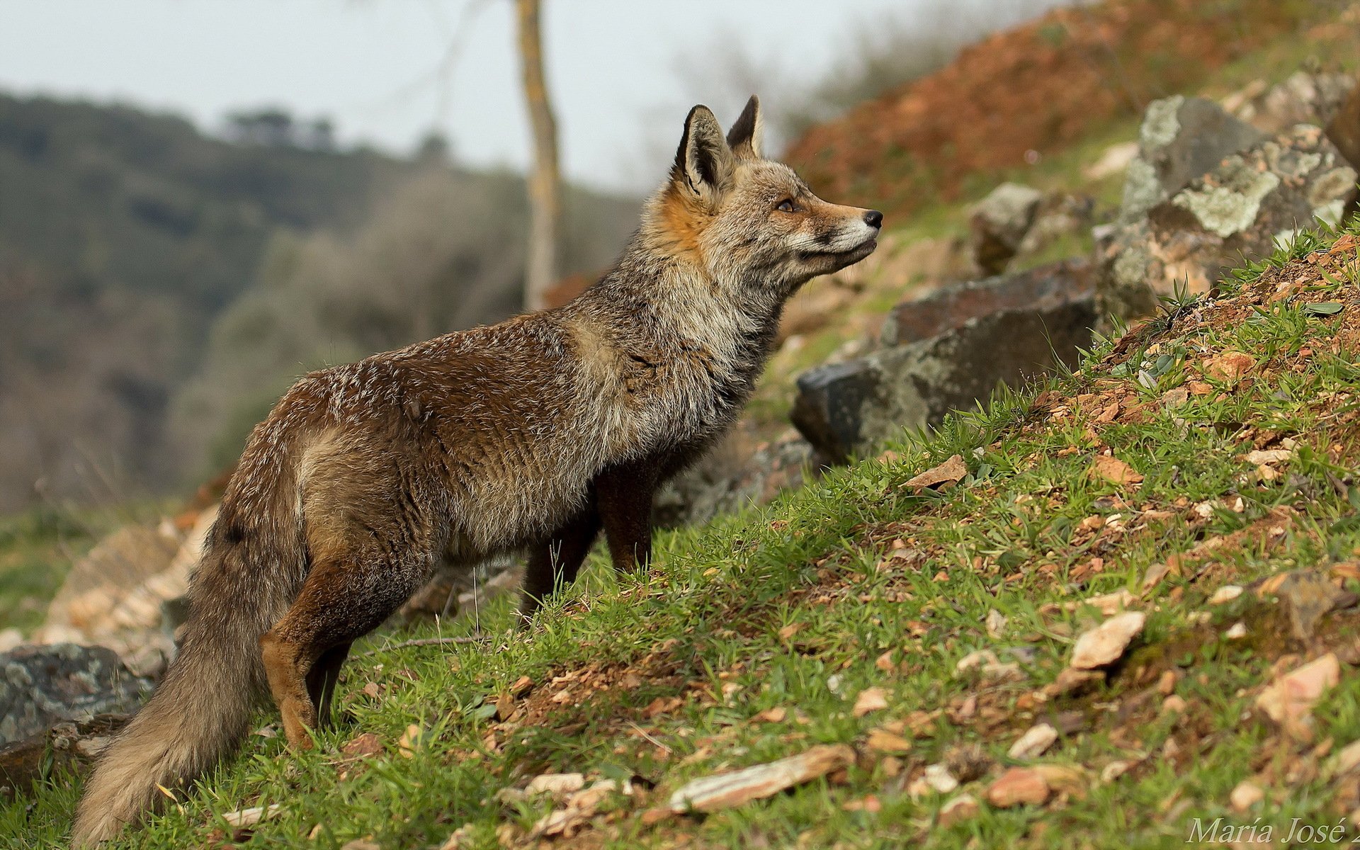 fuchs natur hintergrund