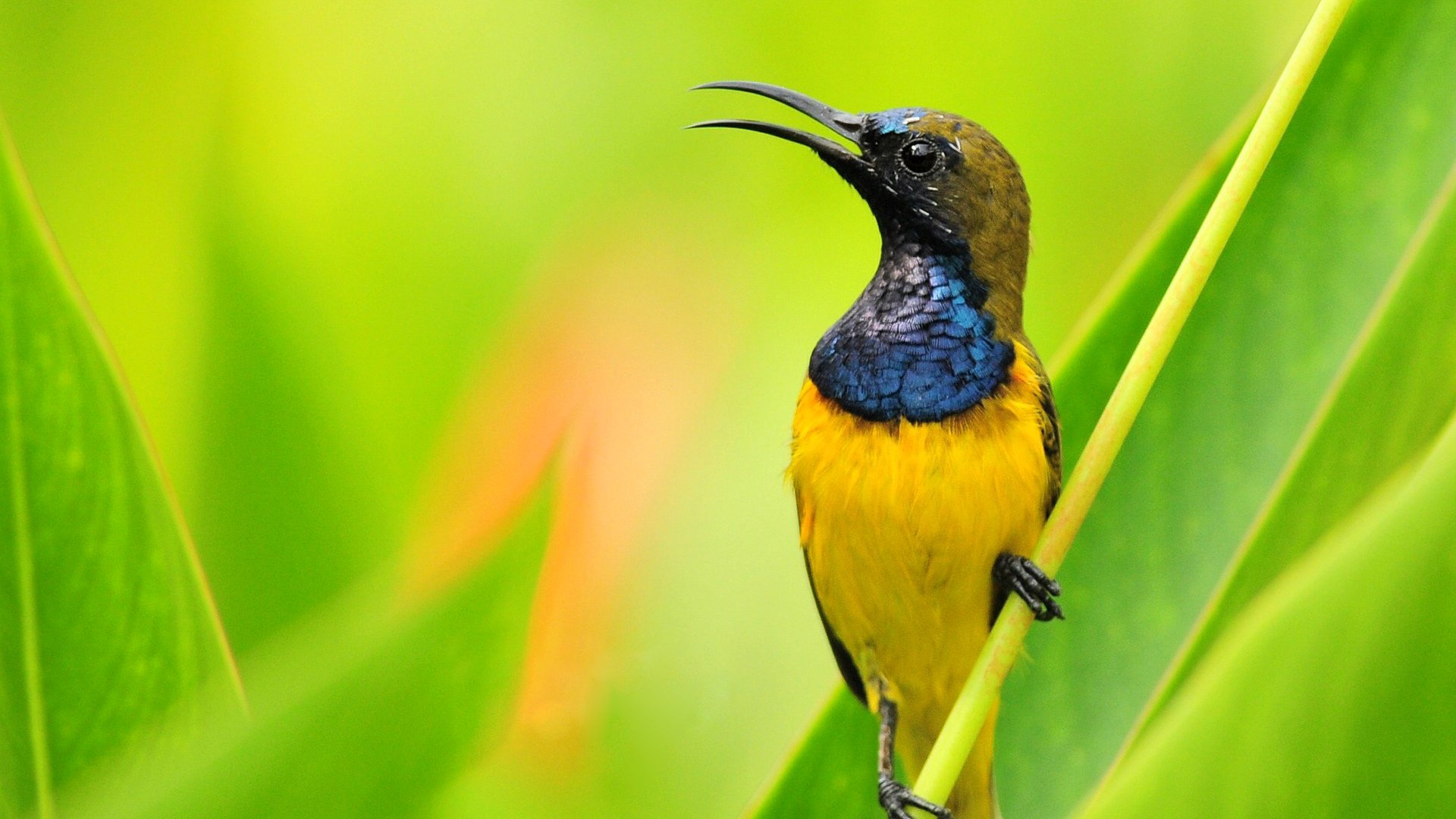 oiseau bec branche plumes couleur nature