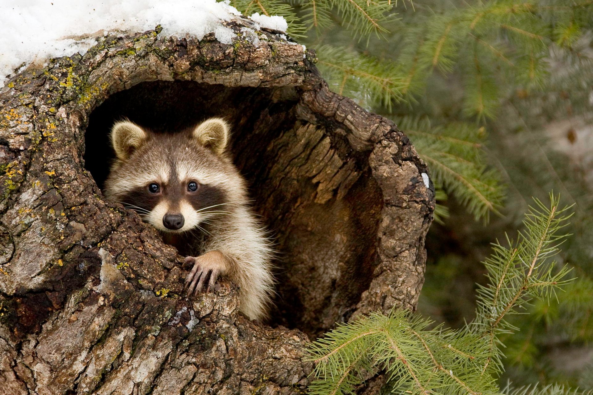 raccoon forest tree branches snow