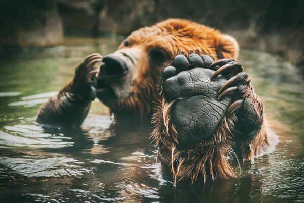 Bañando a un oso Pardo en un río