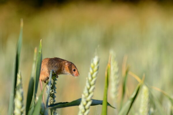 Souris assise sur un brin d herbe