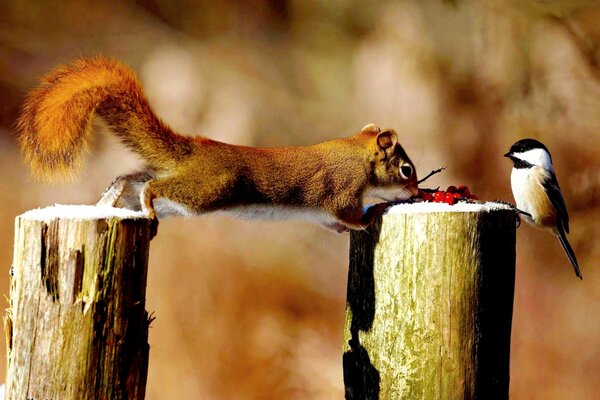 Gemeinsames Frühstück mit Rowan-Eichhörnchen und Meisen