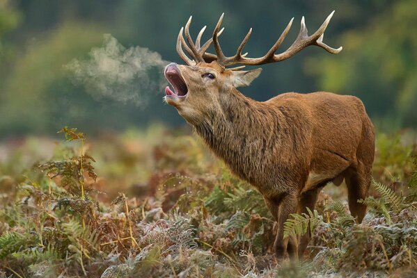 Das Gebrüll eines Hirsches im Herbst in der Natur