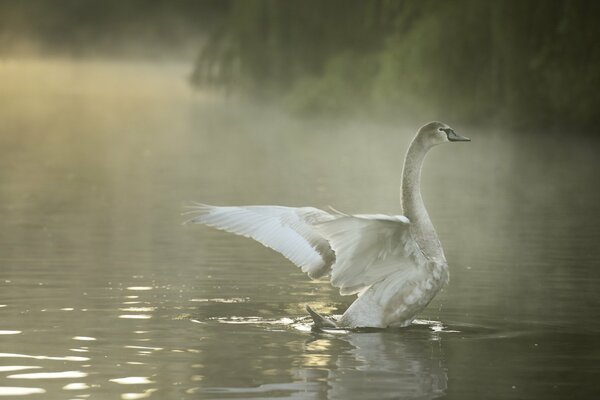 A beautiful swan on a summer morning