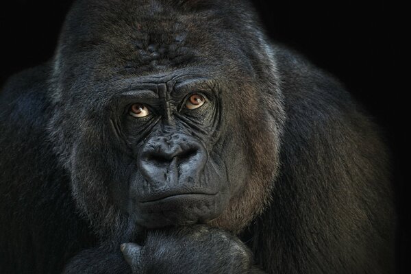A thoughtful gorilla in the pose of a thinker