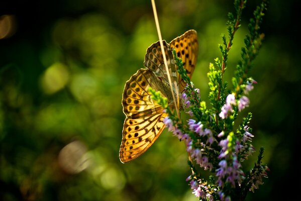 Schmetterling setzte sich auf schöne Blumen