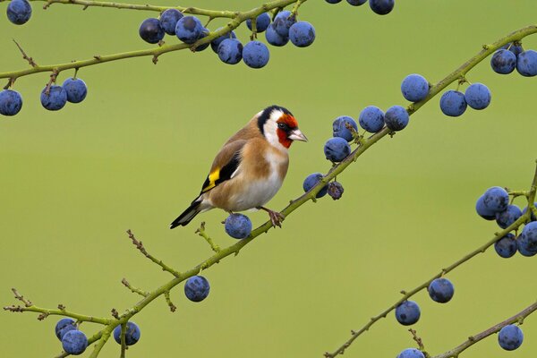 Oiseau sur une branche avec des baies bleues