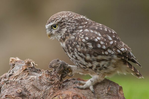 Le hibou a attrapé sa proie