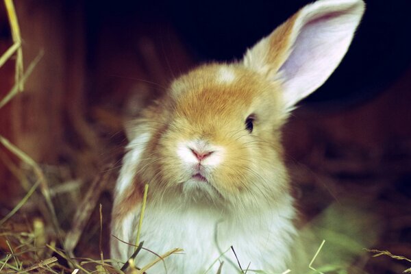 A red rabbit hides in the grass