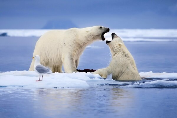 In Norway, a seagull watched polar bears at sea