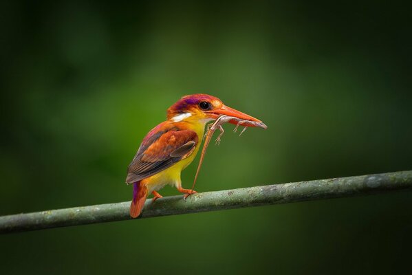 Desktop wallpaper with a bird on a branch