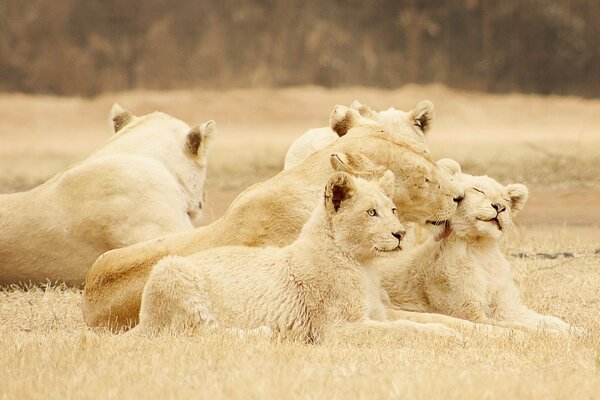 Uno stormo di leoni nella natura