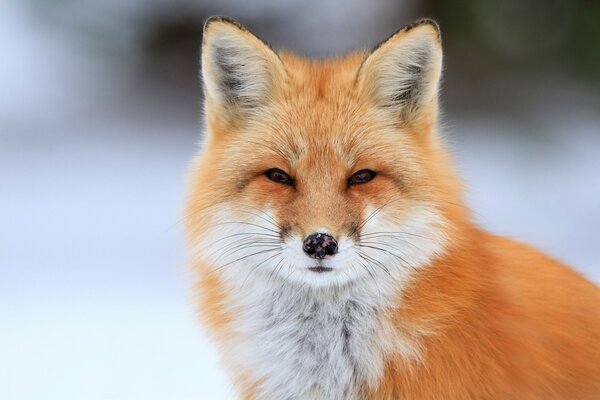 Portrait of a fluffy fox in winter