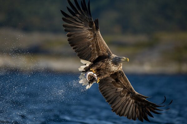 Halcón flotando sobre el agua