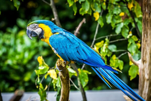 Plumas de pájaro guacamayo loro