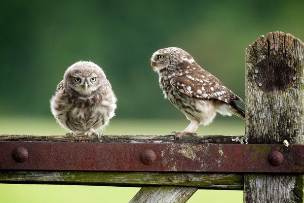 Two owls are sitting on the fence