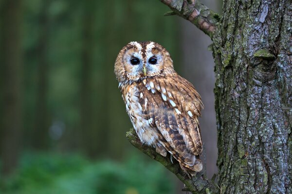 Wild bird owl in the forest