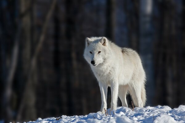 Lobo blanco solitario en el fondo de troncos de árboles oscuros en un día brillante de invierno