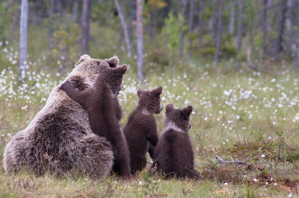 A bear and her three cubs in the forest