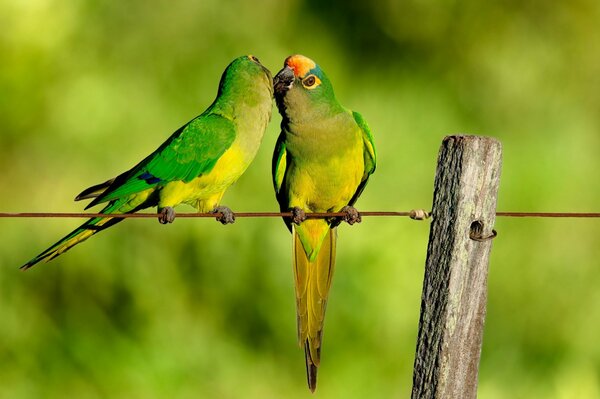 Papugi całują się. Zielone papugi na płocie