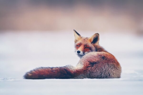 Renard Kuma neige hiver