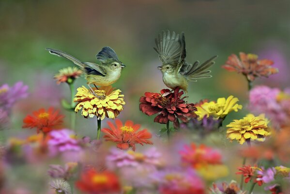 Carta da parati piccoli uccelli che ballano sui fiori foto
