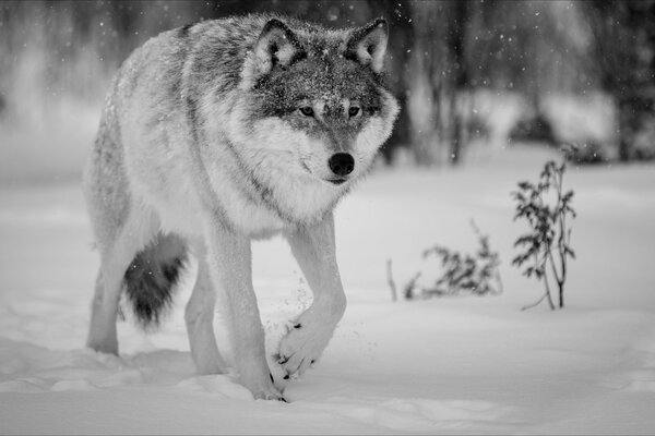 A lone wolf in the winter forest