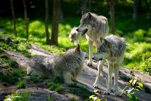 Una manada de lobos descansa sobre una roca