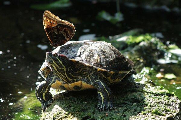 Papillon accroupi sur une tortue à oreilles rouges