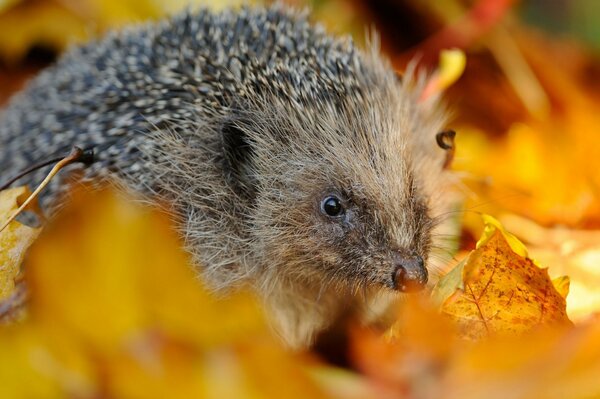 Hérisson mignon dans le feuillage d automne