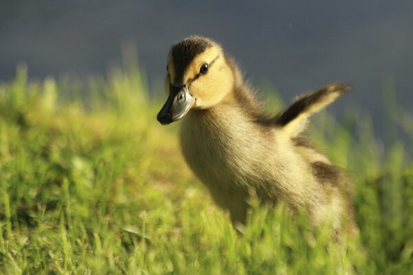 Schöne Küken Enten ❤️