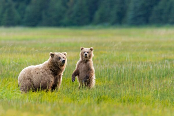 A bear with a bear cub walking in Alaska