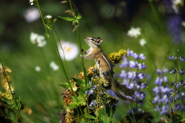 A small chipmunk in a blooming field