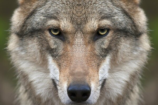 The wolf is a predator. Sharp eyes. The wolf s muzzle