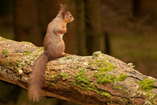 A red squirrel on a tree trunk